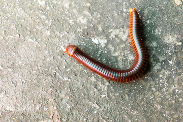 Red millipede crawl on concrete background