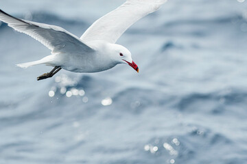 An Audouin's gull (Ichthyaetus audouinii) flying over the Mediterranean sea
