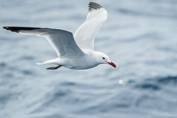 An Audouin's gull (Ichthyaetus audouinii) flying over the Mediterranean sea