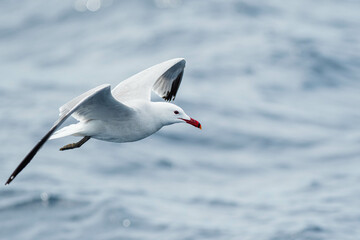 An Audouin's gull (Ichthyaetus audouinii) flying over the Mediterranean sea