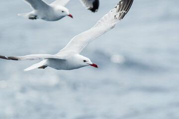An Audouin's gull (Ichthyaetus audouinii) flying over the Mediterranean sea