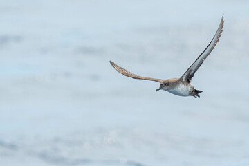 A balearic shearwater (Puffinus mauretanicus) flying in in the Mediterranean Sea and diving to get fish
