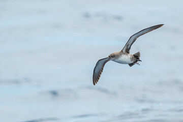 A balearic shearwater (Puffinus mauretanicus) flying in in the Mediterranean Sea and diving to get fish