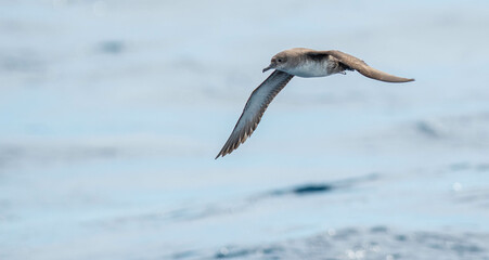 A balearic shearwater (Puffinus mauretanicus) flying in in the Mediterranean Sea and diving to get fish