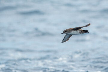 A balearic shearwater (Puffinus mauretanicus) flying in in the Mediterranean Sea and diving to get fish