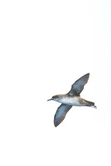 A balearic shearwater (Puffinus mauretanicus) flying in in the Mediterranean Sea and diving to get fish