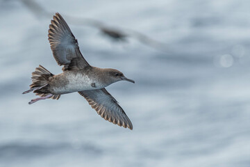 A balearic shearwater (Puffinus mauretanicus) flying in in the Mediterranean Sea and diving to get fish