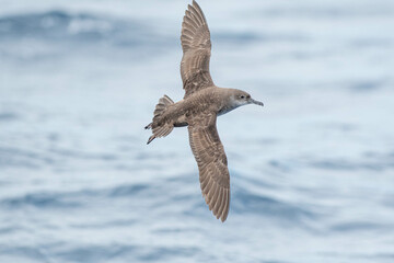 A balearic shearwater (Puffinus mauretanicus) flying in in the Mediterranean Sea and diving to get fish