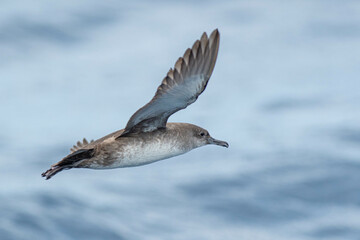 A balearic shearwater (Puffinus mauretanicus) flying in in the Mediterranean Sea and diving to get fish
