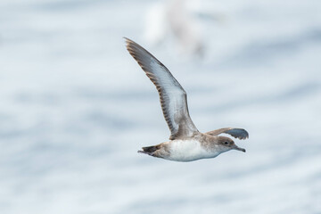 A balearic shearwater (Puffinus mauretanicus) flying in in the Mediterranean Sea and diving to get fish