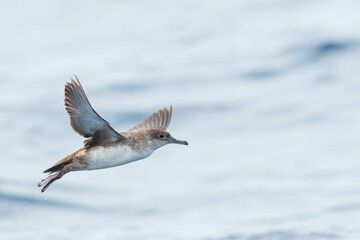 Obraz premium A balearic shearwater (Puffinus mauretanicus) flying in in the Mediterranean Sea and diving to get fish