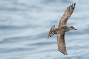 A balearic shearwater (Puffinus mauretanicus) flying in in the Mediterranean Sea and diving to get fish