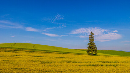 クリスマスツリーの木　美瑛　北海道　初夏