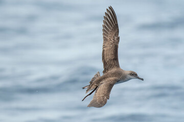 A balearic shearwater (Puffinus mauretanicus) flying in in the Mediterranean Sea and diving to get fish