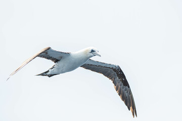 A northern gannet (Morus bassanus) flying over the Mediterranean sea, catching fish.