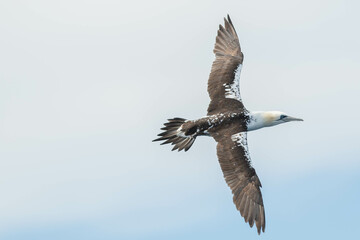 A northern gannet (Morus bassanus) flying over the Mediterranean sea, catching fish.