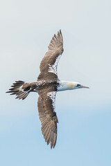 A northern gannet (Morus bassanus) flying over the Mediterranean sea, catching fish.
