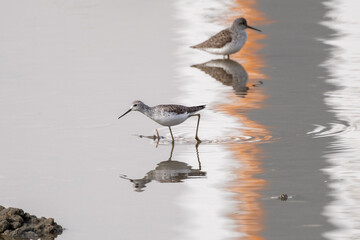 The black-bellied sandpiper (Calidris alpina) is a small, rather round-shouldered shorebird of the sandpiper family (Scolopacidae).