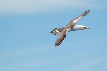 A northern gannet (Morus bassanus) flying over the Mediterranean sea, catching fish.