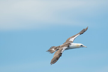 Obraz premium A northern gannet (Morus bassanus) flying over the Mediterranean sea, catching fish.