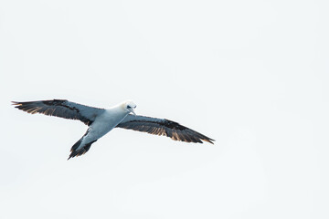 Fototapeta na wymiar A northern gannet (Morus bassanus) flying over the Mediterranean sea, catching fish.
