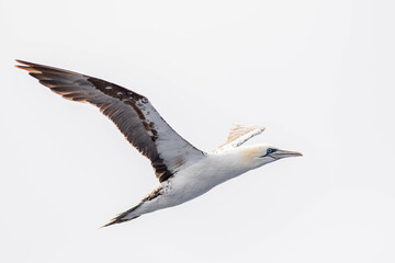 A northern gannet (Morus bassanus) flying over the Mediterranean sea, catching fish.