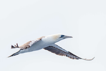 A northern gannet (Morus bassanus) flying over the Mediterranean sea, catching fish.