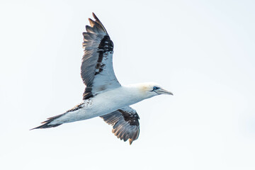 A northern gannet (Morus bassanus) flying over the Mediterranean sea, catching fish.