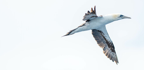 A northern gannet (Morus bassanus) flying over the Mediterranean sea, catching fish.
