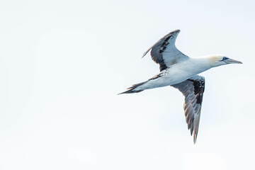 A northern gannet (Morus bassanus) flying over the Mediterranean sea, catching fish.