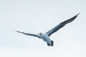 A northern gannet (Morus bassanus) flying over the Mediterranean sea, catching fish.