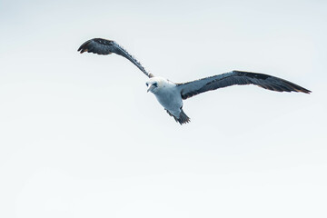 A northern gannet (Morus bassanus) flying over the Mediterranean sea, catching fish.