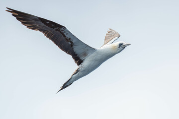 A northern gannet (Morus bassanus) flying over the Mediterranean sea, catching fish.