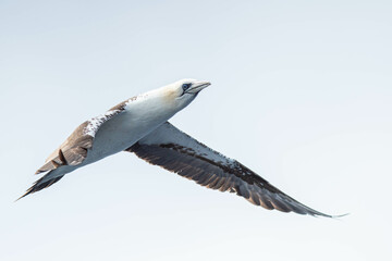 A northern gannet (Morus bassanus) flying over the Mediterranean sea, catching fish.
