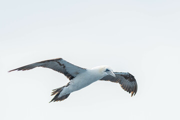 A northern gannet (Morus bassanus) flying over the Mediterranean sea, catching fish.
