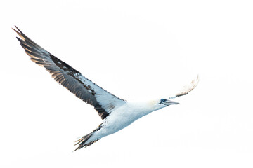 A northern gannet (Morus bassanus) flying over the Mediterranean sea, catching fish.