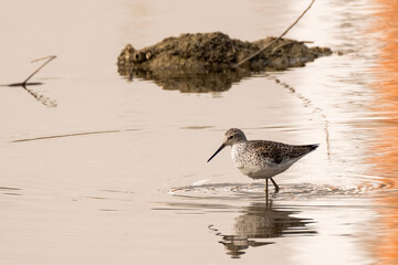 The black-bellied sandpiper (Calidris alpina) is a small, rather round-shouldered shorebird of the sandpiper family (Scolopacidae).