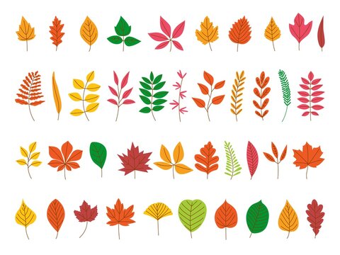 Autumn leaves set. Red maple leaf, fall season foliage forest icons. Cartoon flat colorful yellow and orange decorative branches, classy vector clipart
