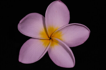 closeup of one frangipani flower on a black background