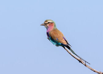 lilac breasted roller on a branch