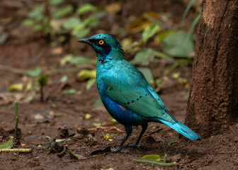 One glossy greater blue-eared starling on the ground - obrazy, fototapety, plakaty