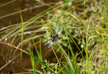 Widow Skimmer