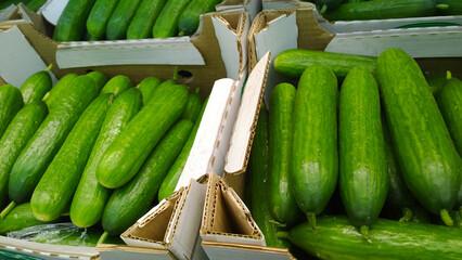 Green cucumbers on supermarket shelves. Retail industry. Local Farmers market. Discount. Rich harvest. Grocery store. Healthy products. Food suppliers. Greenhouse. Vegetables delivery. Inflation. Shop