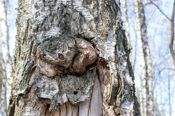 Hollow Of Old Birch Tree Close-Up.Hole in the bark of a tree