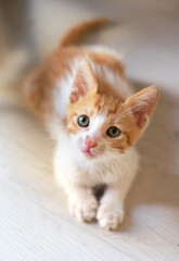 Fototapeta na wymiar Kitten Portrait Bright Young Cat 