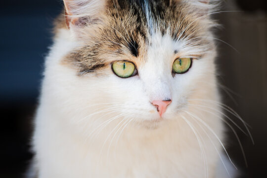 Portrait of a young cat close-up