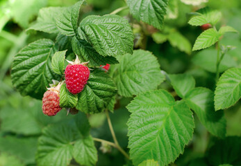 Ripe raspberry berries.
