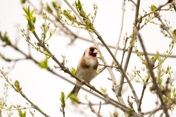 Goldfinch sitting on a tree branch