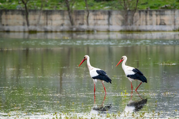 Two storks feeding in a wetland