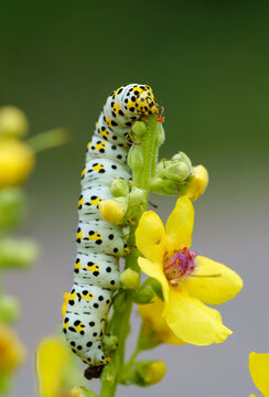 Cucullia verbasci